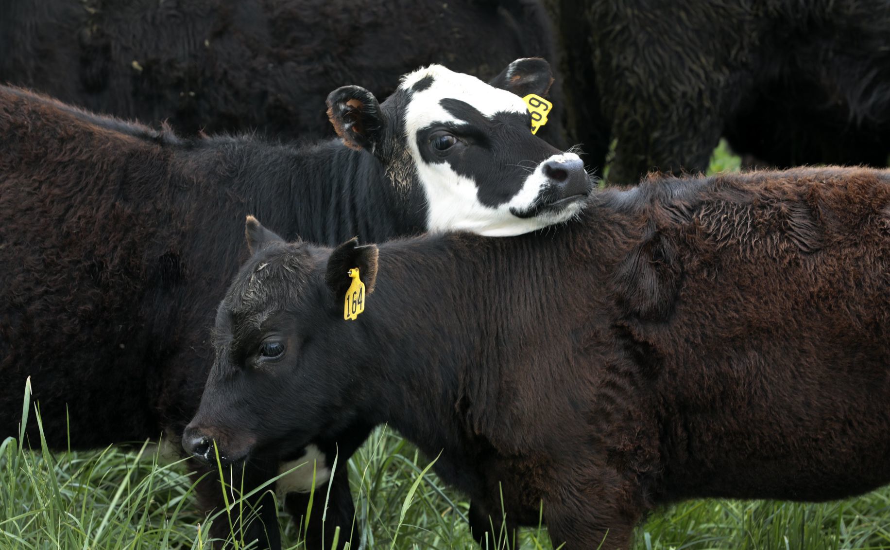 Demand for grass-fed beef soars
